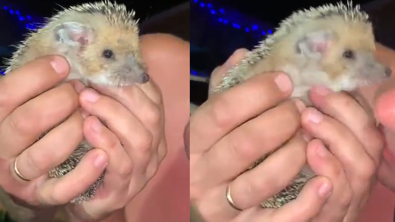 Τι όμορφος σκαντζόχοιρος