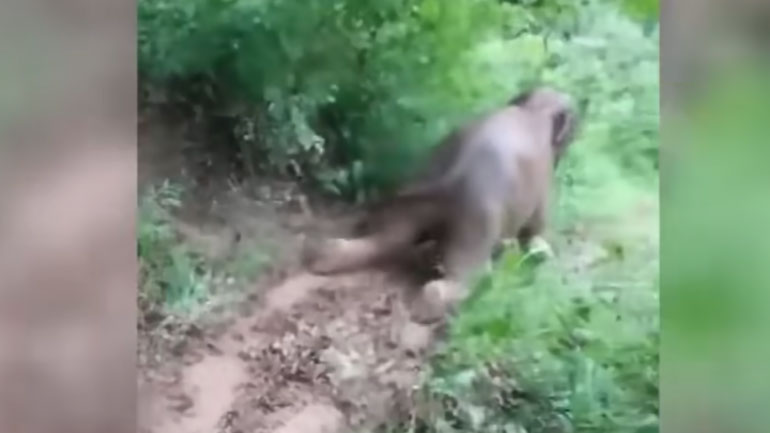 Ελεφαντάκι κάνει τσουλήθρα στη λάσπη