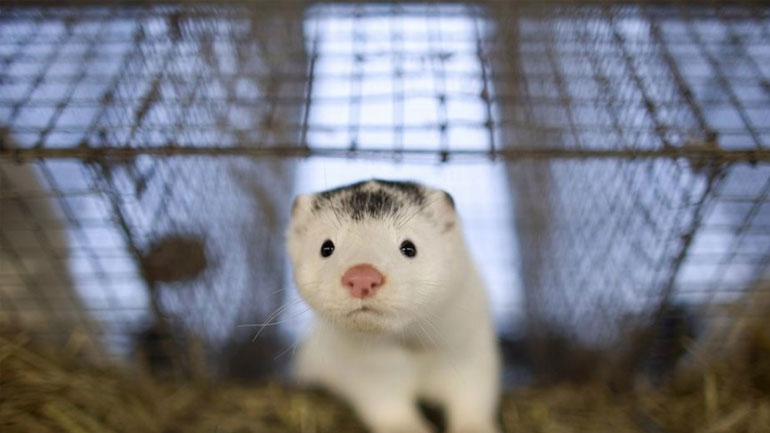 Σε κατάσταση πολιορκίας η Κοζάνη από την επέλαση μινκ – Τι λένε οι κάτοικοι