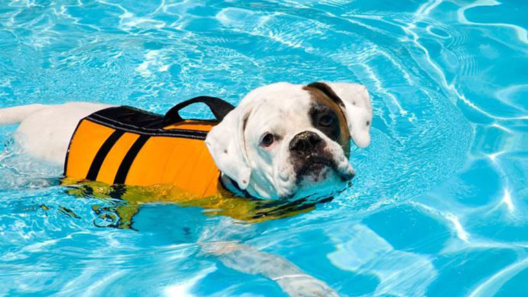 Αυτοί είναι οι σκύλοι που αγαπούν πολύ το νερό και την κολύμβηση Αυτοί είναι οι σκύλοι που αγαπούν πολύ το νερό και την κολύμβηση