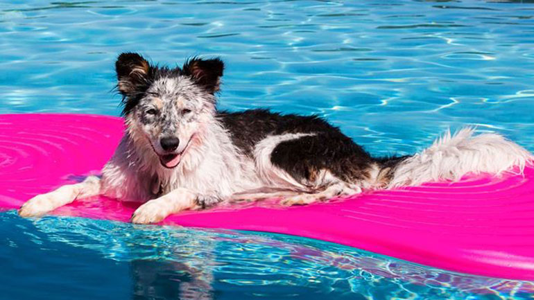 Τι να κάνετε εάν ο σκύλος σας φοβάται το νερό;