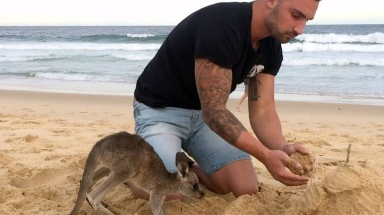 Κατοικίδιο καγκουρό 