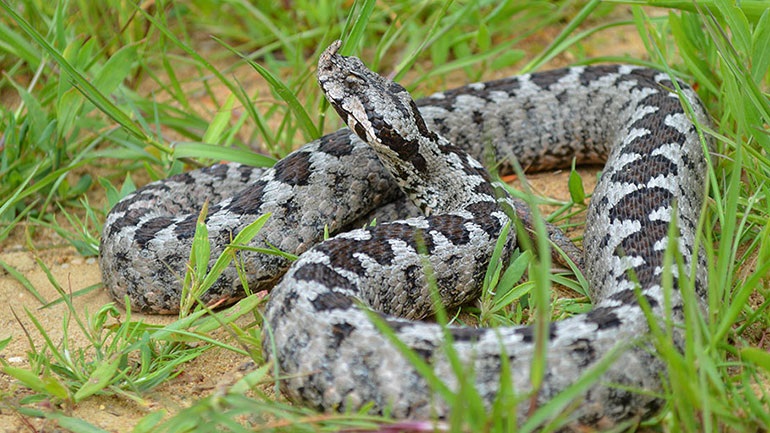 Τρόμος σε κάμπινγκ στον Αλμυρό Μαγνησίας – Οχιά πετάχτηκε από λεκάνη τουαλέτας