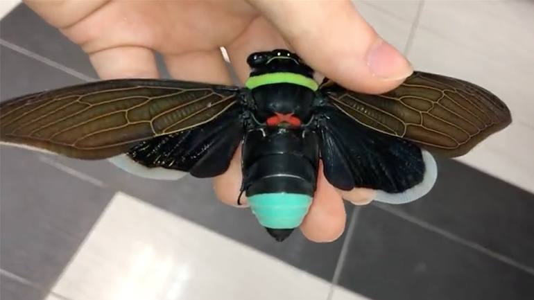 Tεράστιο τζιτζίκι Tεράστιο τζιτζίκι