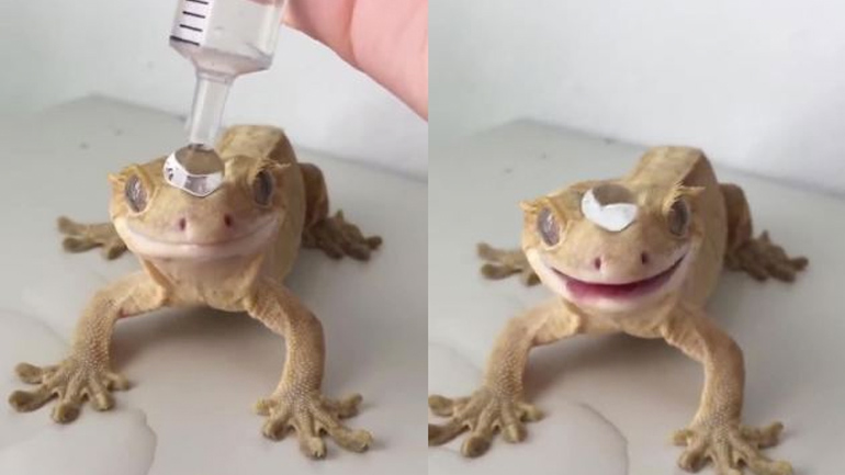 Σαύρα γκέκο με υδρόφοβο δέρμα