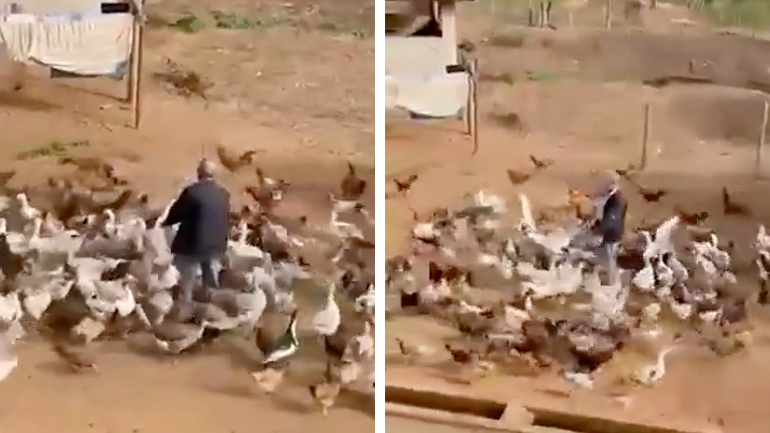 Τα πτηνά κάνουν κύκλους