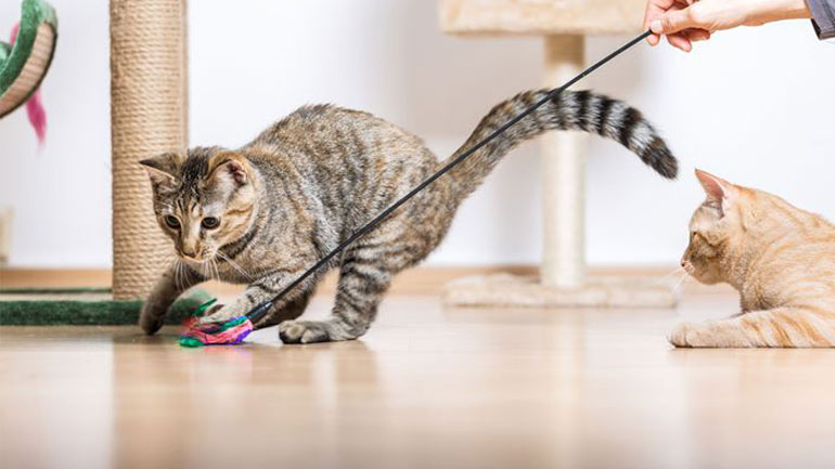 Αυτά είναι τα παιχνίδια που είναι επικίνδυνα για τη γάτα σας