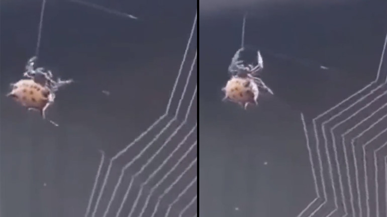 Aράχνη υφαίνει ιστό 