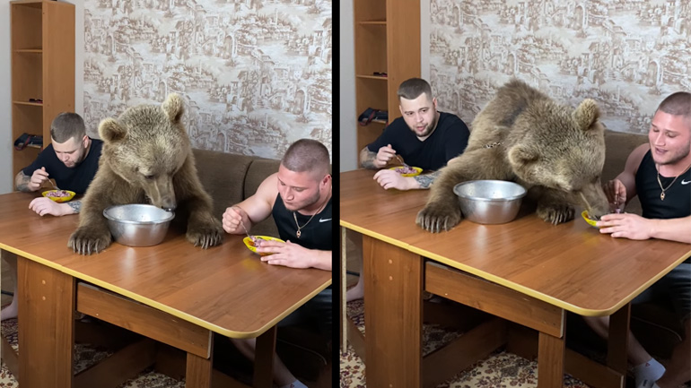 Η αρκούδα τρώει στο τραπέζι
