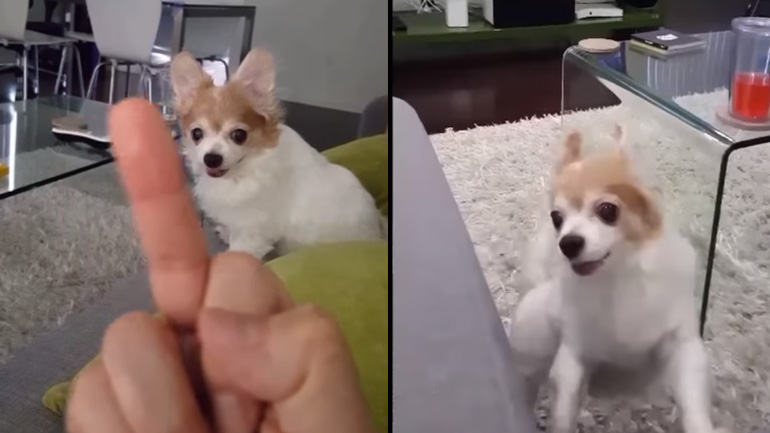 Ο σκύλος απεχθάνεται τις χειρονομίες