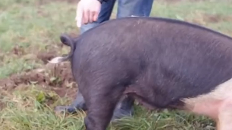 Ισιώνοντας την ουρά ενός γουρουνιού