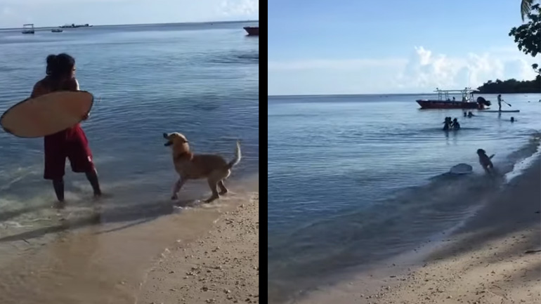 O σκύλος θέλει να κάνει σερφ