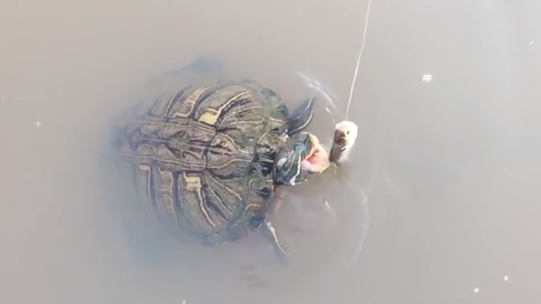 Χελώνα εναντίον ψαριού