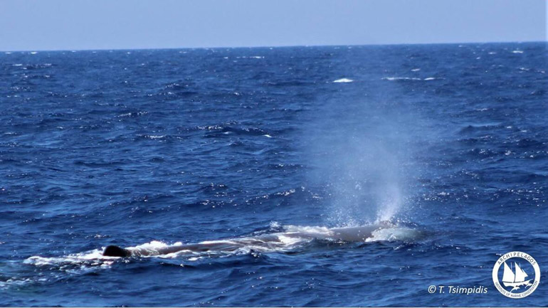 Το “Αρχιπέλαγος” κατέγραψε σημαντικούς πληθυσμούς κητωδών στο Αιγαίο