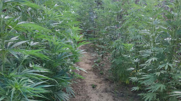 Τσίμπησαν τον καλλιεργητή με… το λίπασμα στο χέρι