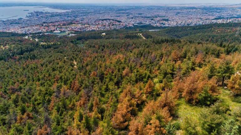 Οριοθετήθηκε η φωτιά στο Σέιχ Σου – Κάηκαν 90 στρέμματα δάσους