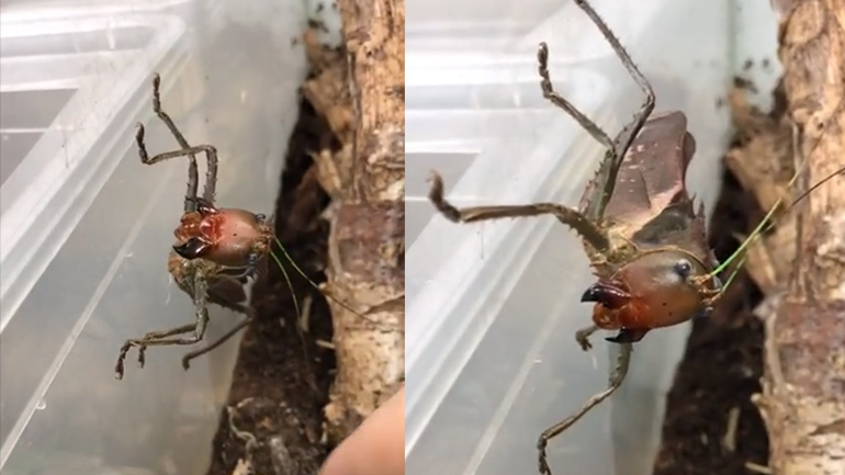 Η θυμωμένη ακρίδα Η θυμωμένη ακρίδα