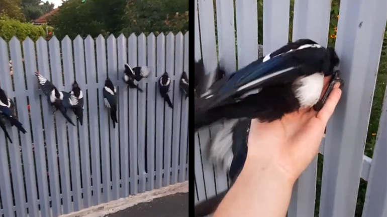 Καρακάξες με τα κεφάλια σφηνωμένα σε φράχτη