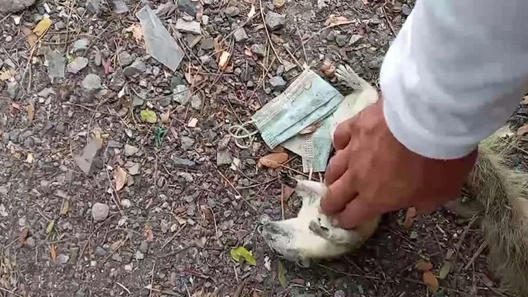 Σκίουρος επανήλθε με καρδιοαναπνευστική ανάνηψη μετά από ηλεκτροπληξία