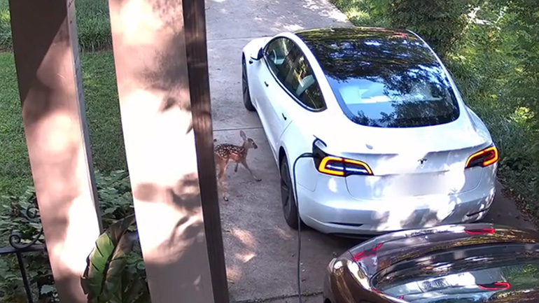 Ελαφάκι χτυπά πάνω σε Tesla