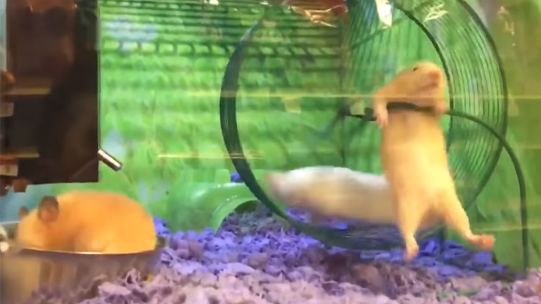 Το χάμστερ έχει ένα μικρό ατύχημα