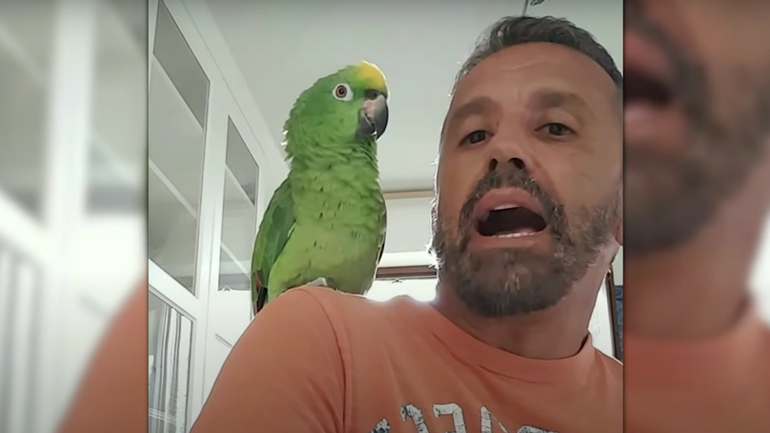Παπαγάλος μιμείται άλλα ζώα