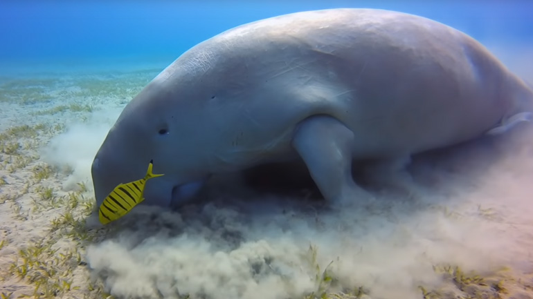 Η θαλάσσια αγελάδα