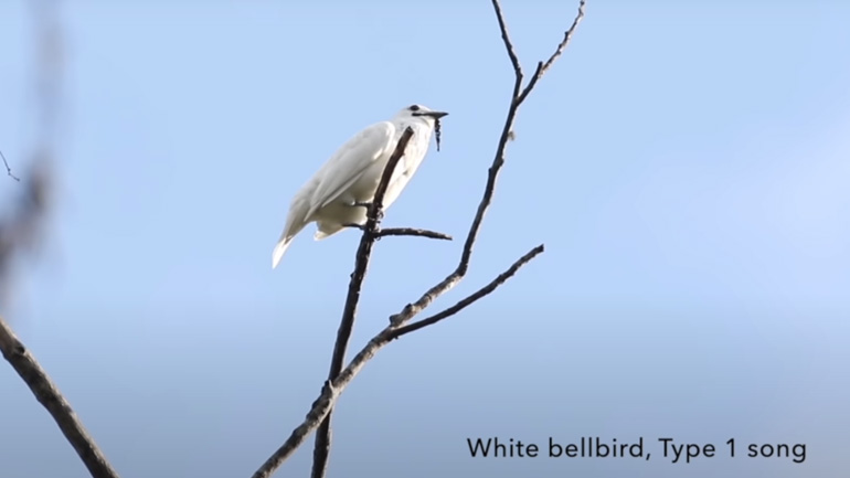 Το πουλί με το πιο δυνατό κελάηδημα στον κόσμο