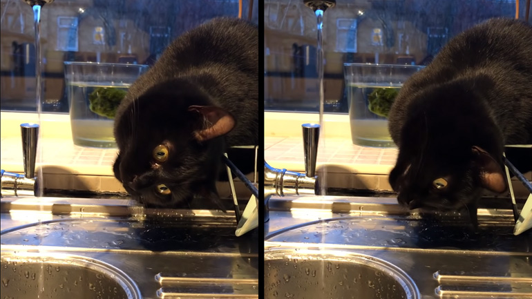 Η γάτα και το τρεχούμενο νερό