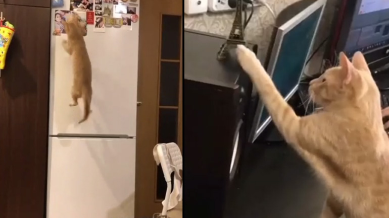 Η γάτα που κάνει μόνο ζημιές