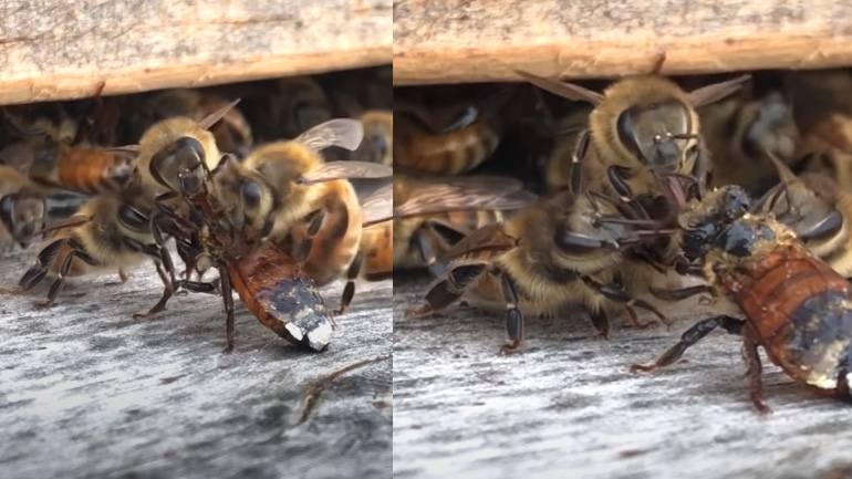 Μέλισσες καθαρίζουν μια συνάδελφό τους που καλύφθηκε με μέλι