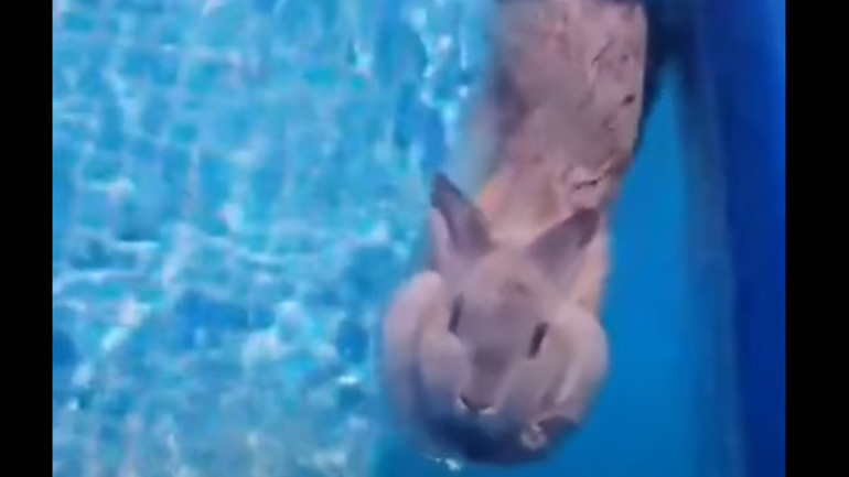 Κουνέλι κολυμπά στην πισίνα