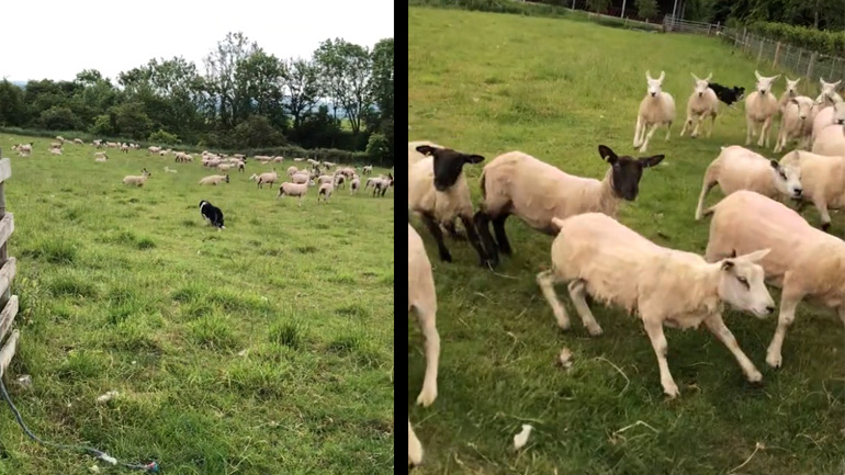 Tσοπανόσκυλο πηγαίνει για δουλειά