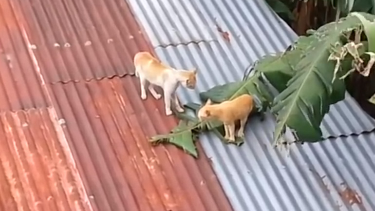 Εναέρια μάχη