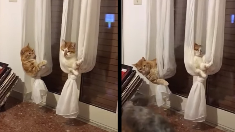 Οι κουρτίνες μετατράπηκαν σε αιώρες