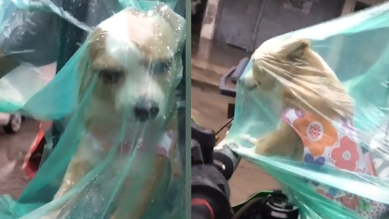 Σκύλος συνοδηγός φορά αδιάβροχο