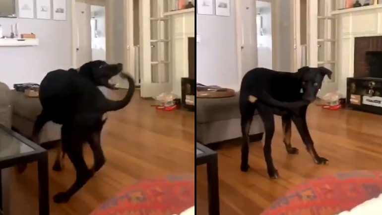 Ο σκύλος που κατάφερε να πιάσει την ουρά του