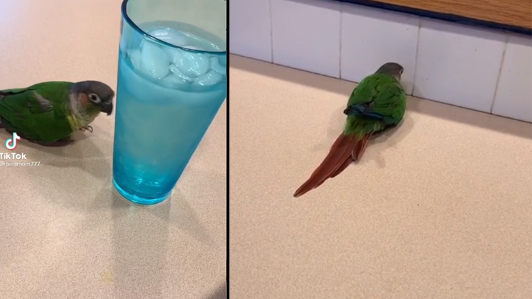 Παπαγάλος παίζει με τους ήχους