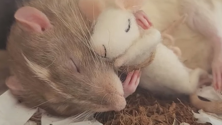 Αρουραίος κοιμάται αγκαλιά με λούτρινο κουκλάκι