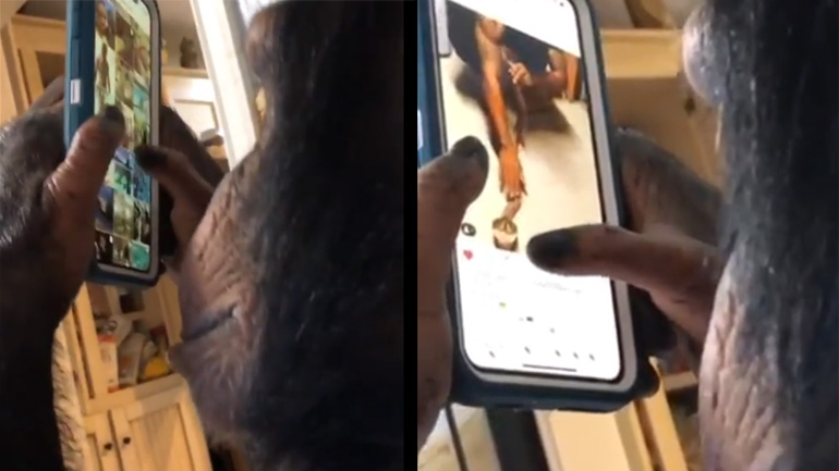 Χιμπατζής χαζεύει στο Instagram