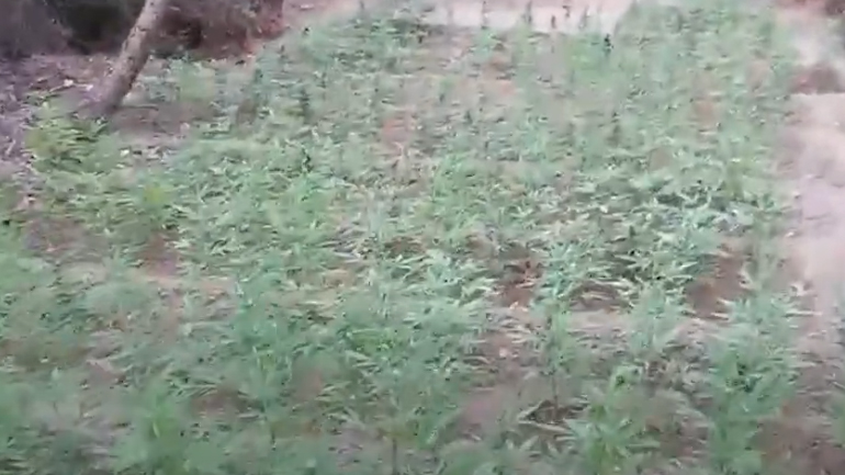 Mεγάλη φυτεία κάνναβης εντοπίστηκε στον Κάλαμο Αττικής