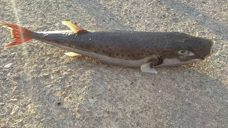 Τουρκικό διάταγμα για το κεφάλι ενός… ψαριού – «Πόλεμος» κατά του λαγοκέφαλου με εντολή του προέδρου