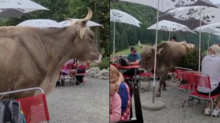 H αγελάδα έκανε εντυπωσιακή είσοδο 