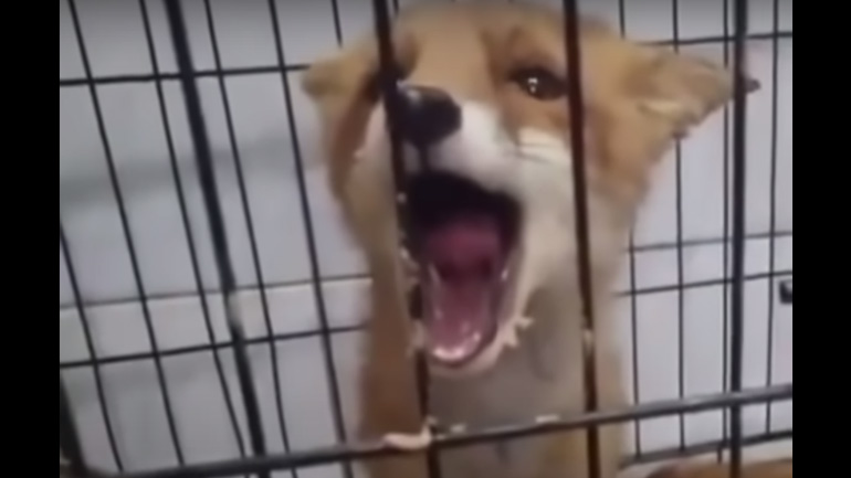 Μικρή αλεπού προσπαθεί να μιλήσει