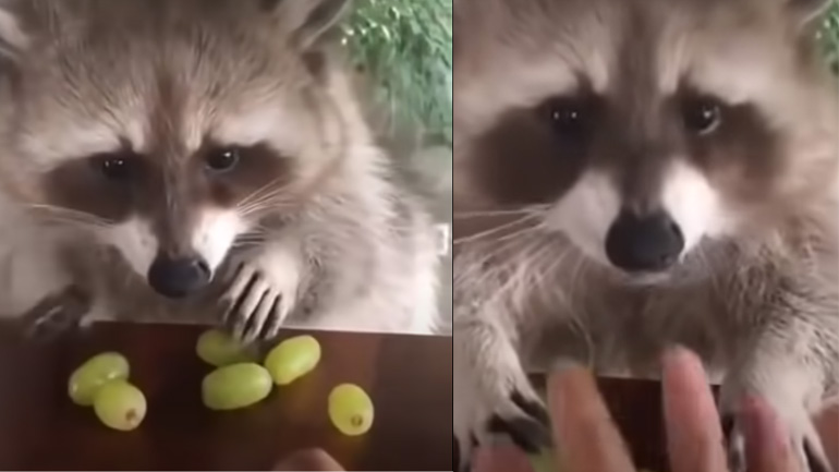 Το ρακούν δεν μοιράζεται τα σταφύλια του