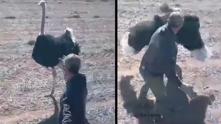 Aγρότης εναντίον στρουθοκάμηλου