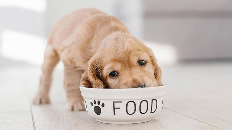 Πόσο συχνά πρέπει να τρώει ένα κουτάβι