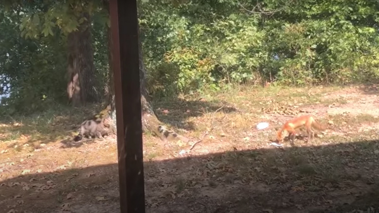 Γάτα επιτίθεται σε αλεπού