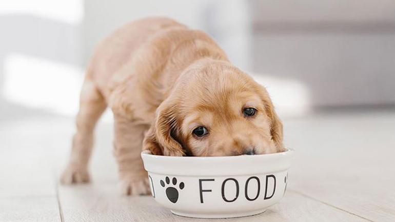Πόσο συχνά πρέπει να τρώει ένα κουτάβι