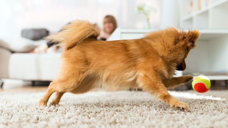 Παιχνίδια για τον σκύλο σας μέσα στο σπίτι